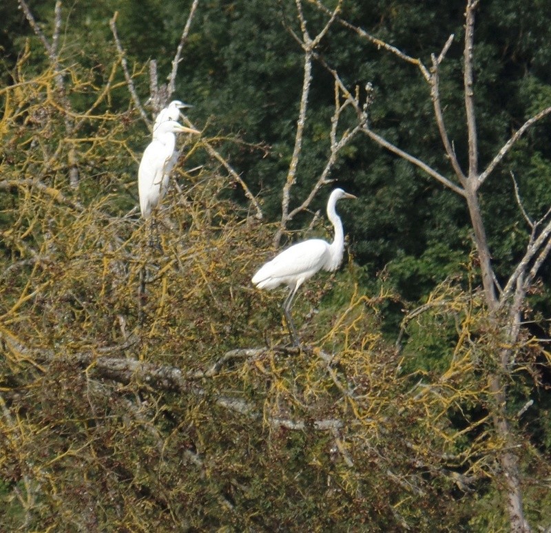 Grande aigrette ? Aigret14