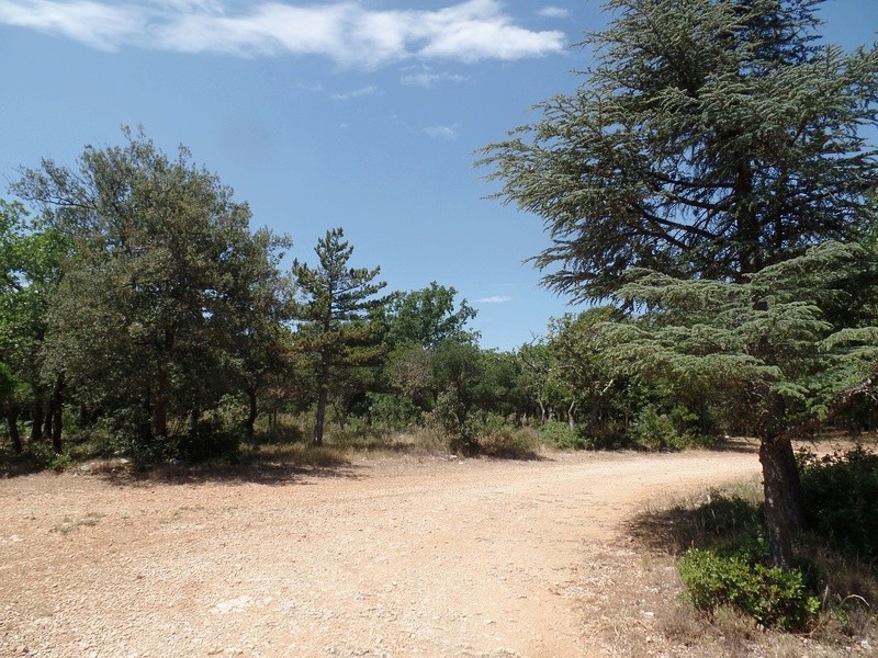 Forêt de la Gardiole ll (83) Bioto103