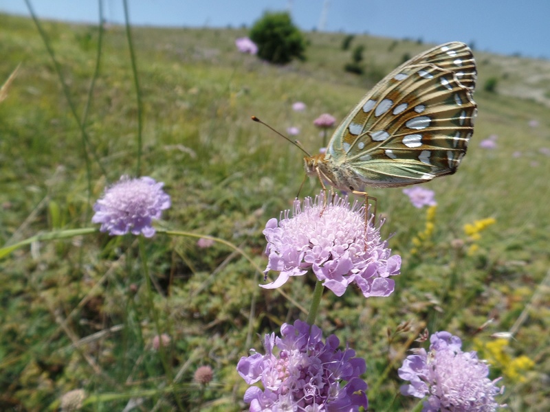 Sommet de la montagne de Lure Biotop63