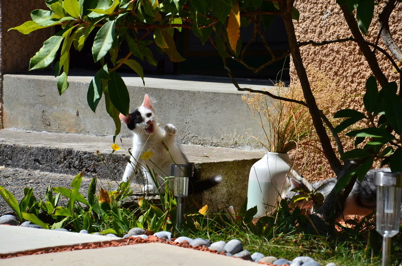 Niels - chaton blanc et noir poils mi-long - né en mai 2017 Dsc_0610