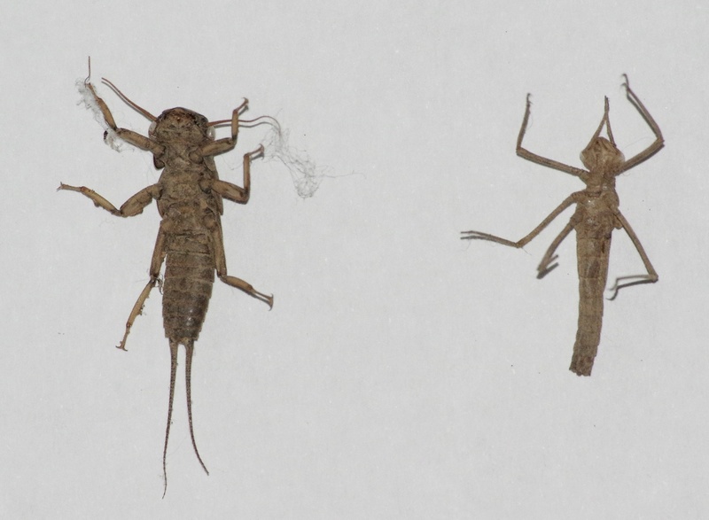 [Calopteryx sp. & Dinocras cephalotes] Exuvies ? Exuvie14