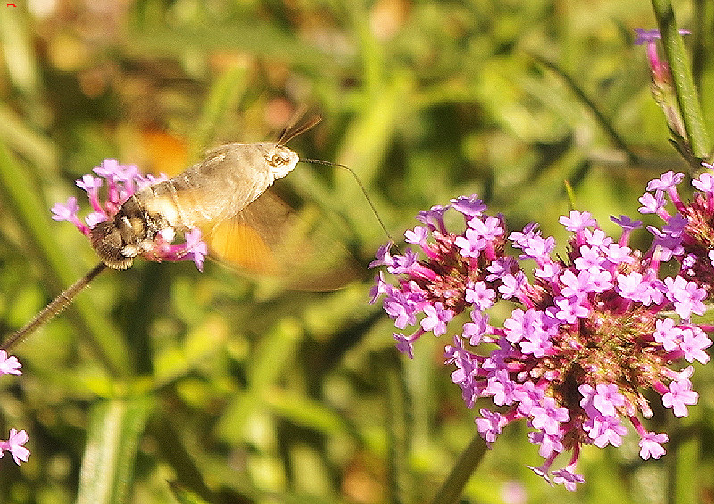 Moro-sphinx, notre oiseau-mouche Rochefortais 312