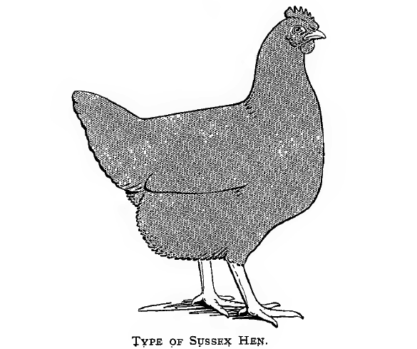 Суссекс, Sussex / Speckled Sussex - английская порода кур  - Страница 2 Image170