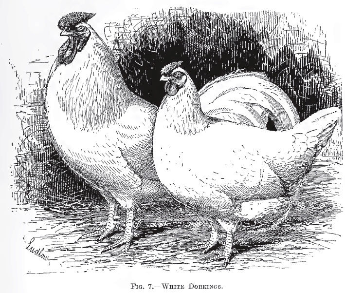 Доркинг, Dorking - английская порода кур Image529