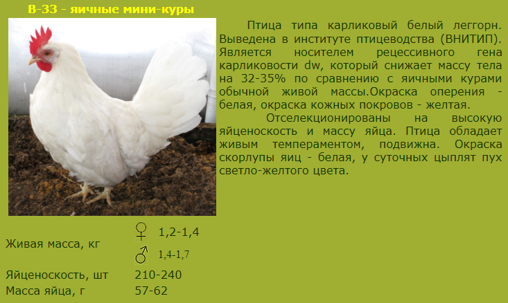 Порода кур Русская белая: описание, фото, уход и содержание, отзывы