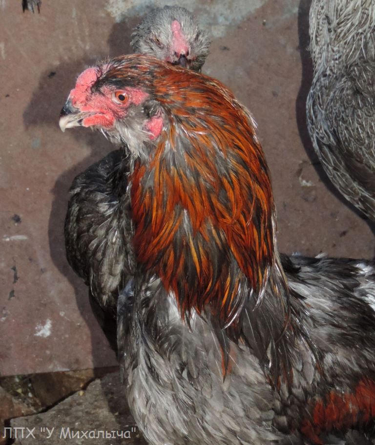 Гилянская порода кур, Gilan breed chickens Oaez-116