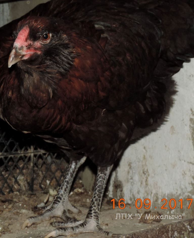 Гилянская порода кур, Gilan breed chickens Oaez-117