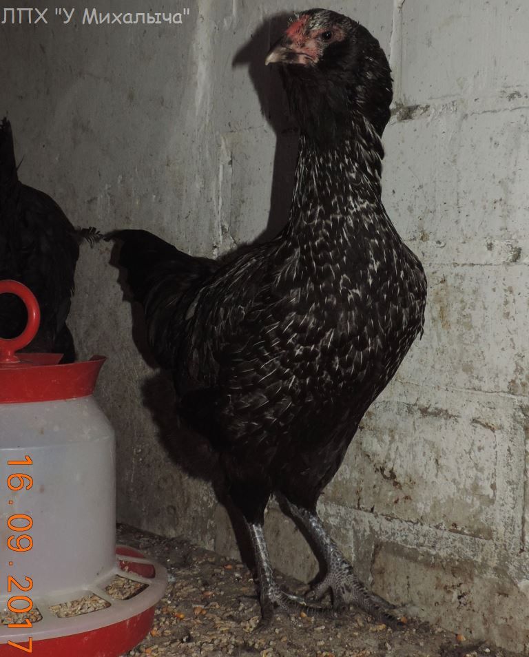 Гилянская порода кур, Gilan breed chickens Oaez-118