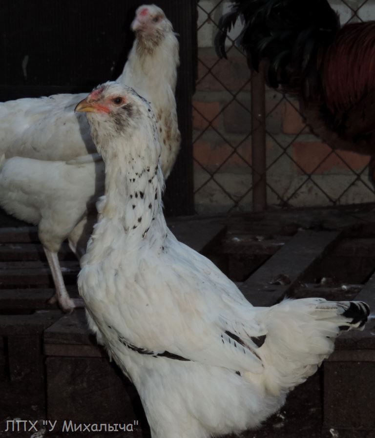Гилянская порода кур, Gilan breed chickens Oaez-121