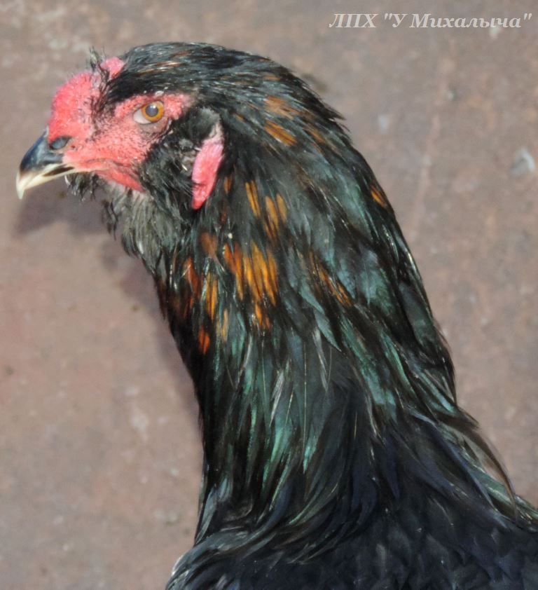 Гилянская порода кур, Gilan breed chickens Oaez-312