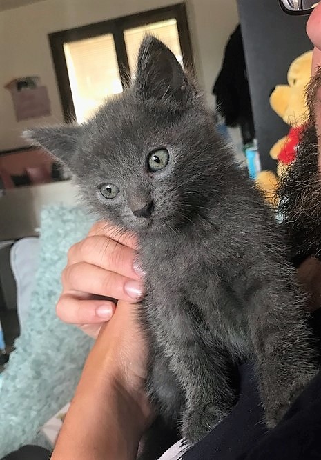 Artémis, chaton gris type européen, Né le 1er Mai 2017 Img_9913