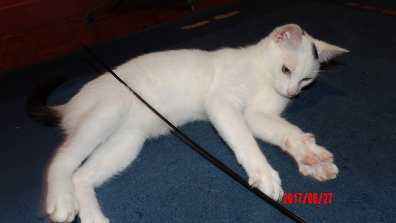 Ninja, chaton mâle type européen blanc et noir, né le 01/02/2017 107_4415