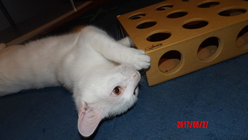 Ninja, chaton mâle type européen blanc et noir, né le 01/02/2017 107_4416