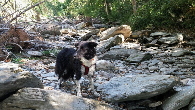 border - Et voici Indie, border collie - Page 19 20170812