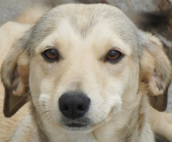 Blondy hat ein liebes Zuhause gefunden Blondy10