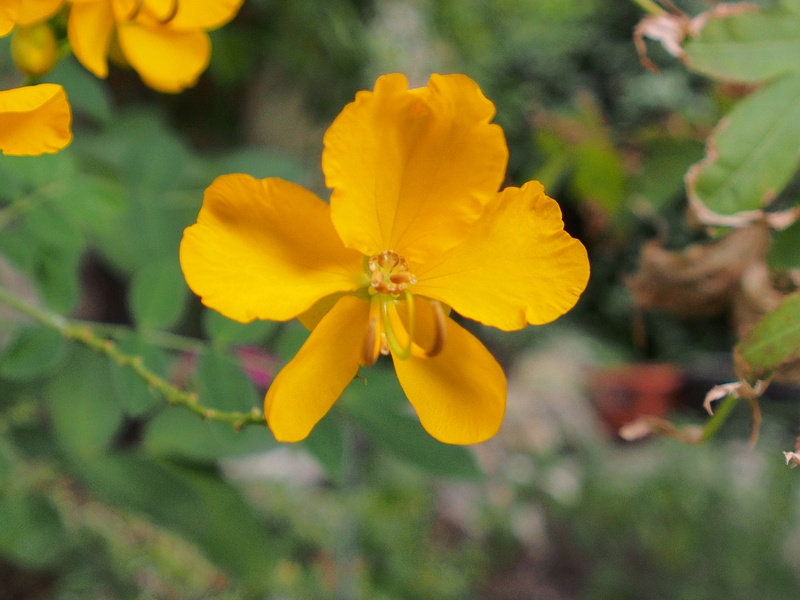 Fleur jaune test macro Pa020013