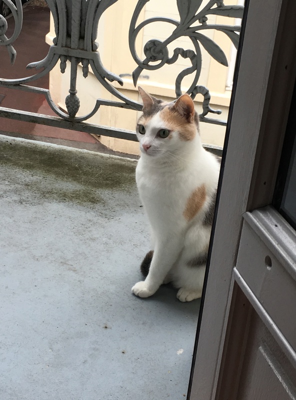 Lancôme, jeune chat mâle crème "red point", né en novembre 2015, EN DON LIBRE Img_3110