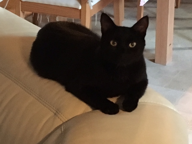Memphis, chaton mâle noir né le 1er septembre 2016 Img_5010
