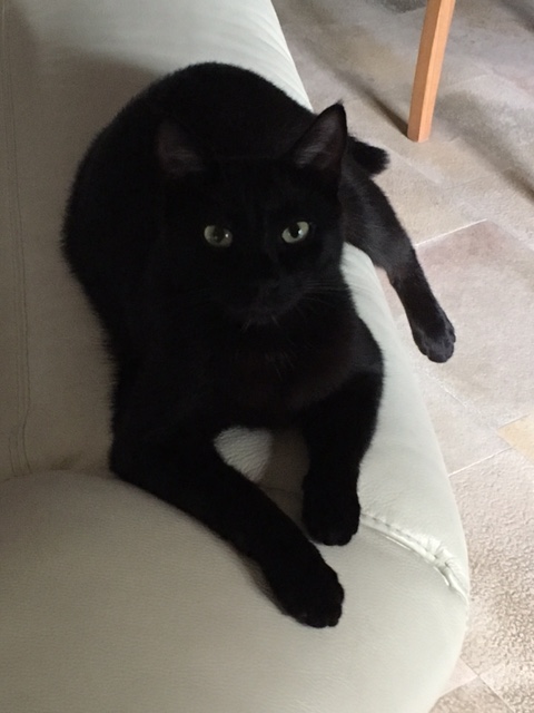 Memphis, chaton mâle noir né le 1er septembre 2016 Img_5011