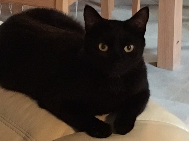 Memphis, chaton mâle noir né le 1er septembre 2016 Img_5012