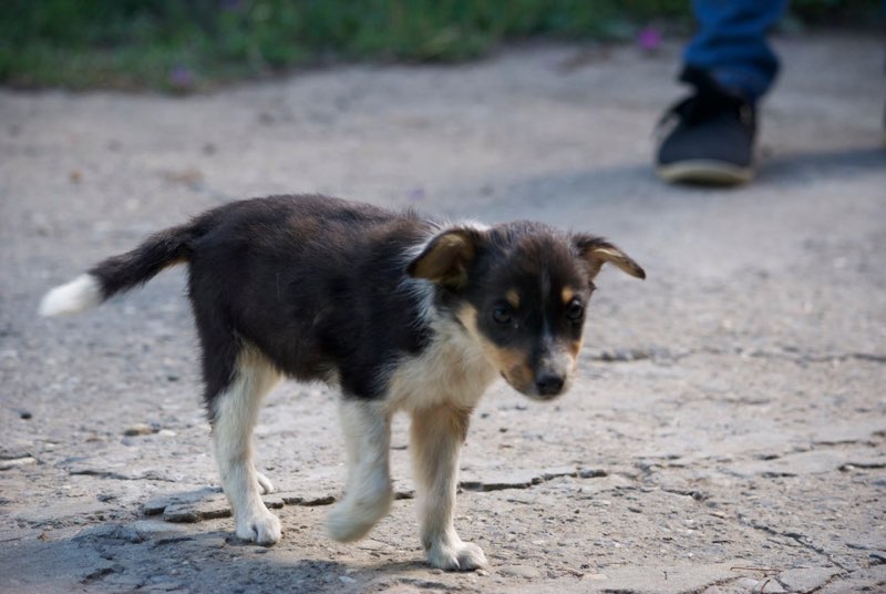 arizona - ARIZONA - chiot femelle croisée, née en mai 2017 - EN FA à PASCANI - décédée Arizon11