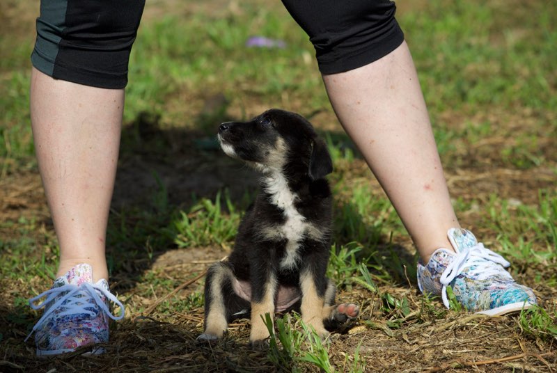  DIMM  - chiot femelle croisée, née environ en avril 2017 - REMEMBER ME LAND - Adoptée par Sonia (57) Dimm210