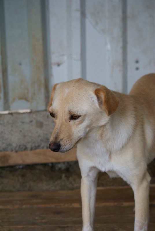 FEELING - femelle croisée labrador taille petite à moyenne née environ avril 2015 - REMEMBER ME LAND - Adoptée par Magali (68) Feelin10