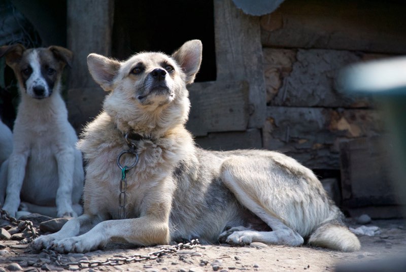 PIXEL (Ex MONTANA) chiot femelle croisée, née en avril 2017 - adoptée par Marianne (Belgique) Maman10