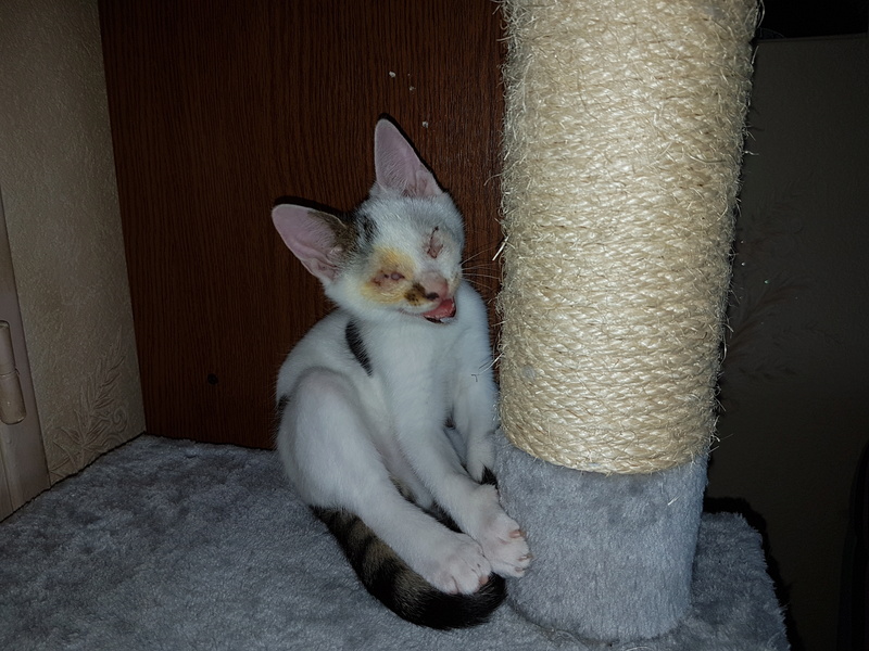 Mr SPOCK - chaton mâle, aveugle, né environ en mars 2017 - chez Lucian - Réservé FA par Abysse - Adopté par Valérie (92) 20170712