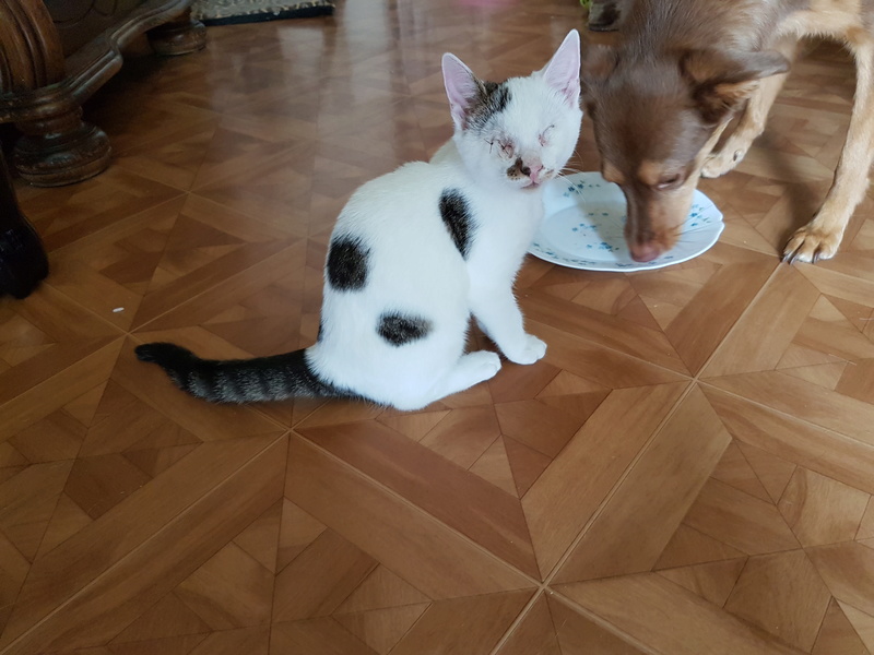 Mr SPOCK - chaton mâle, aveugle, né environ en mars 2017 - chez Lucian - Réservé FA par Abysse - Adopté par Valérie (92) 20170771