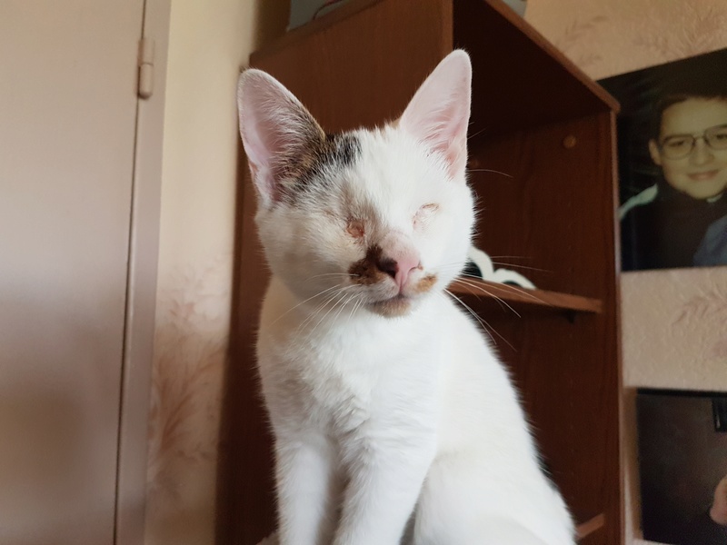 Mr SPOCK - chaton mâle, aveugle, né environ en mars 2017 - chez Lucian - Réservé FA par Abysse - Adopté par Valérie (92) 20170810