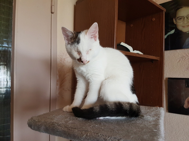 Mr SPOCK - chaton mâle, aveugle, né environ en mars 2017 - chez Lucian - Réservé FA par Abysse - Adopté par Valérie (92) 20170815