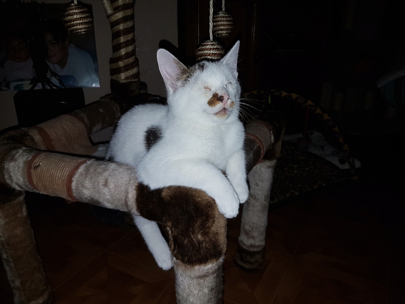 Mr SPOCK - chaton mâle, aveugle, né environ en mars 2017 - chez Lucian - Réservé FA par Abysse - Adopté par Valérie (92) 20170816