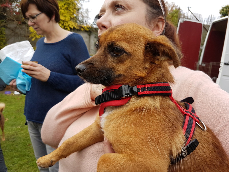 PASTILLE - femelle croisée de taille mini, née environ en 2015 (PASCANI) - adoptée par Nemo et Roussy  (Belgique) 20171010