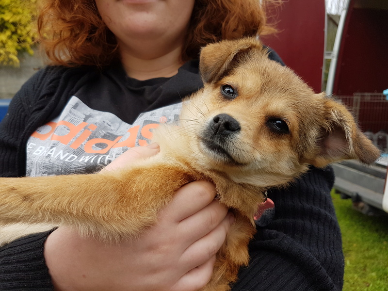 SOFYA - femelle croisée Pinscher de petite taille, née en juin 2017. Sociable. (PASCANI) - Adoptée par Anne (Belgique ) 20171015