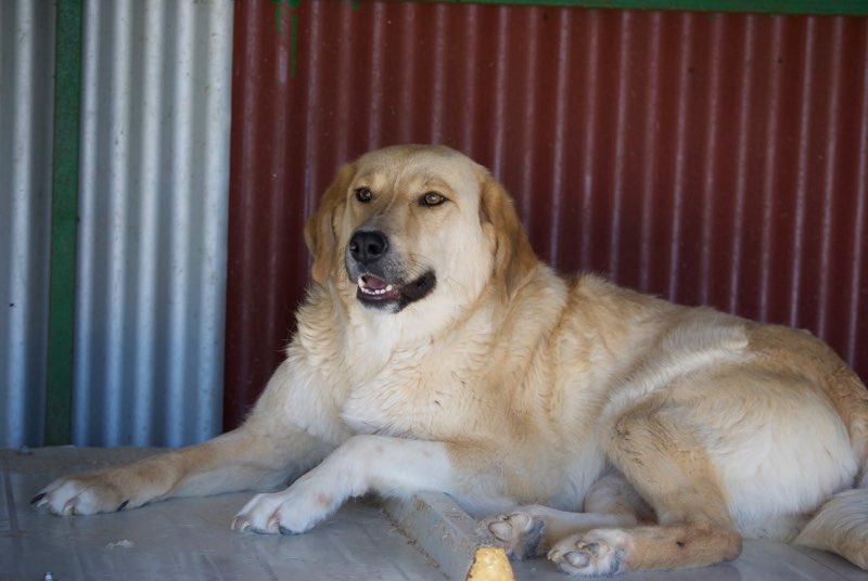 SHYVA - femelle croisée Labrador de taille moyenne à grande, née environ en février 2014 - (Pascani) adoptée par Aurélie (Belgique) - DECEDEE Shyva110