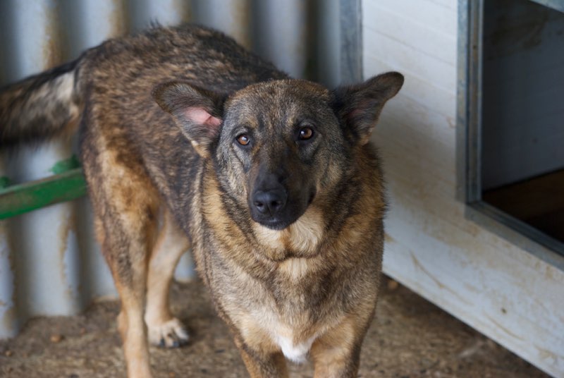 STAR - !! Plus de 3 ans de box !! femelle, croisée malinois, taille moyenne née environ avril 2014 (Pascani)- REMEMBER ME LAND - Adoptée par Jean-Charles (Belgique)  - Page 2 Star111