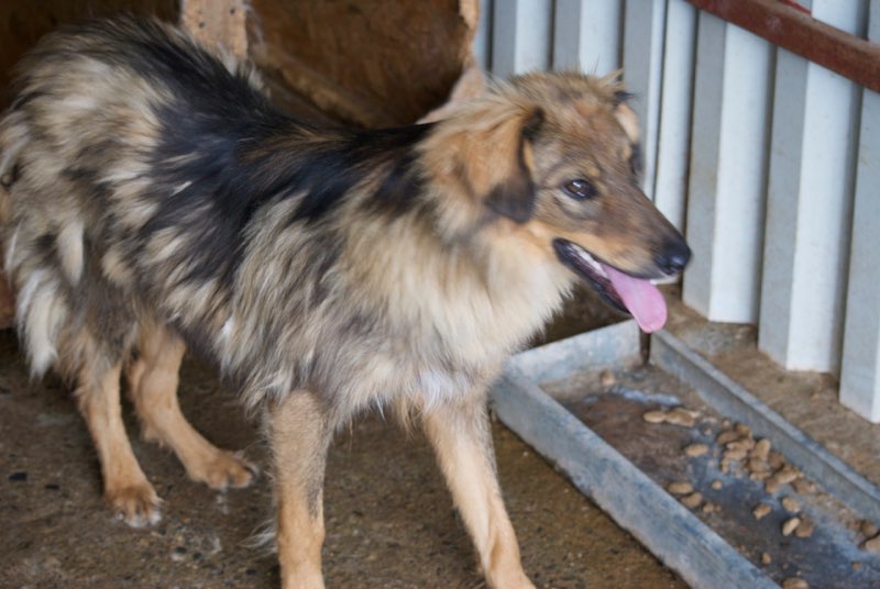 THUNDER !! + de 4 ans de box" - mâle croisé, de taille moyenne, né juin 2016 environ - REMEMBER ME LAND - Décédé  Thunde11