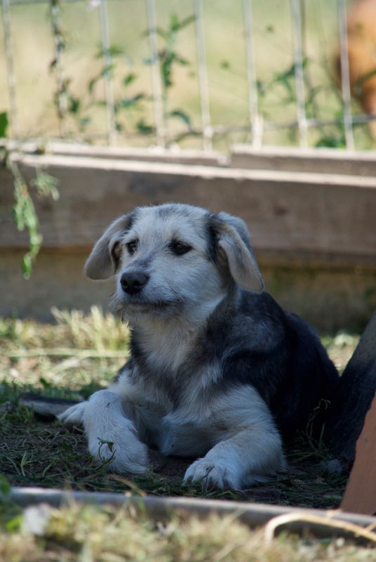  ZUZU ( ex ZUZY) - femelle croisée, née en février 2017. Très joueuse  (PASCANI) - REMEMBER ME LAND - adoptée par Phil et Béa (Belgique) Zuzy11