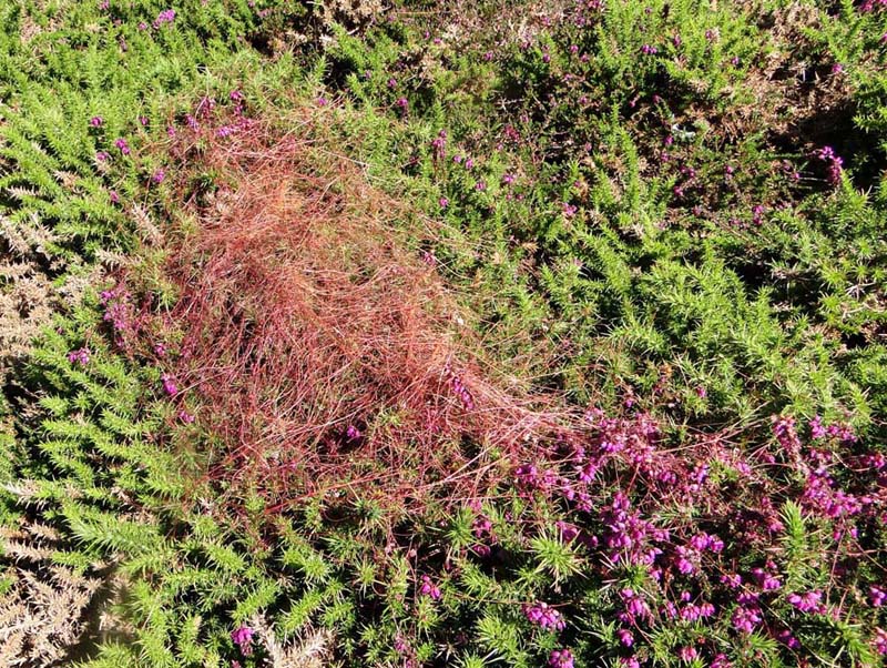 Cuscuta europaea 2_cusc11