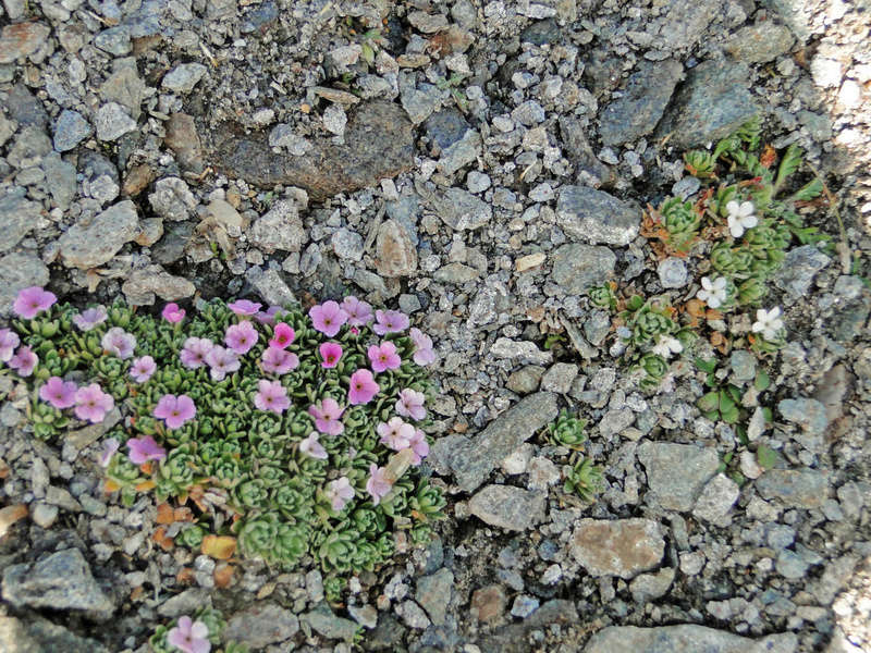 Randonnée sous le Cervin à Breuil-Cervinia Dsc05710