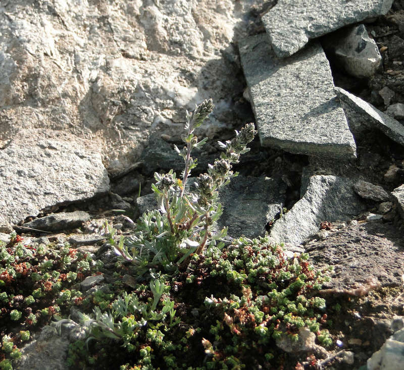 Randonnée sous le Cervin à Breuil-Cervinia Dsc05716