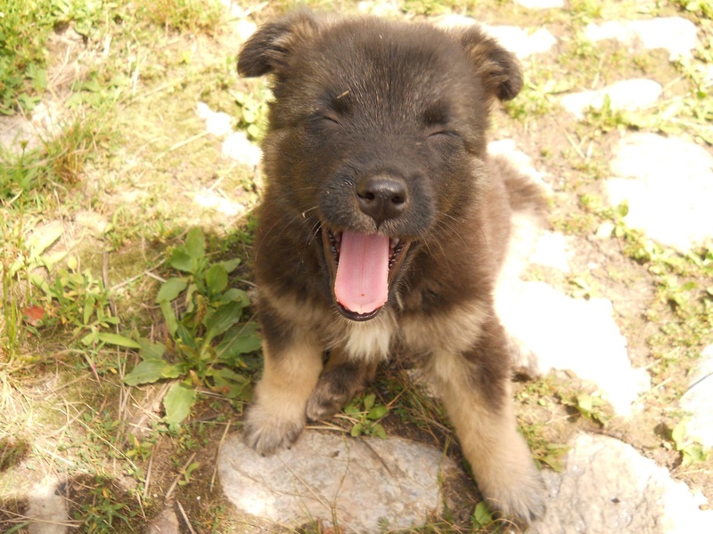 QUITO ,M-X Berger ,né 05/2017 (RUE/ ORASTIE )-SUR TERRAIN VAGUE-Adopté via Résa Refuge pas si bêtes 20133711
