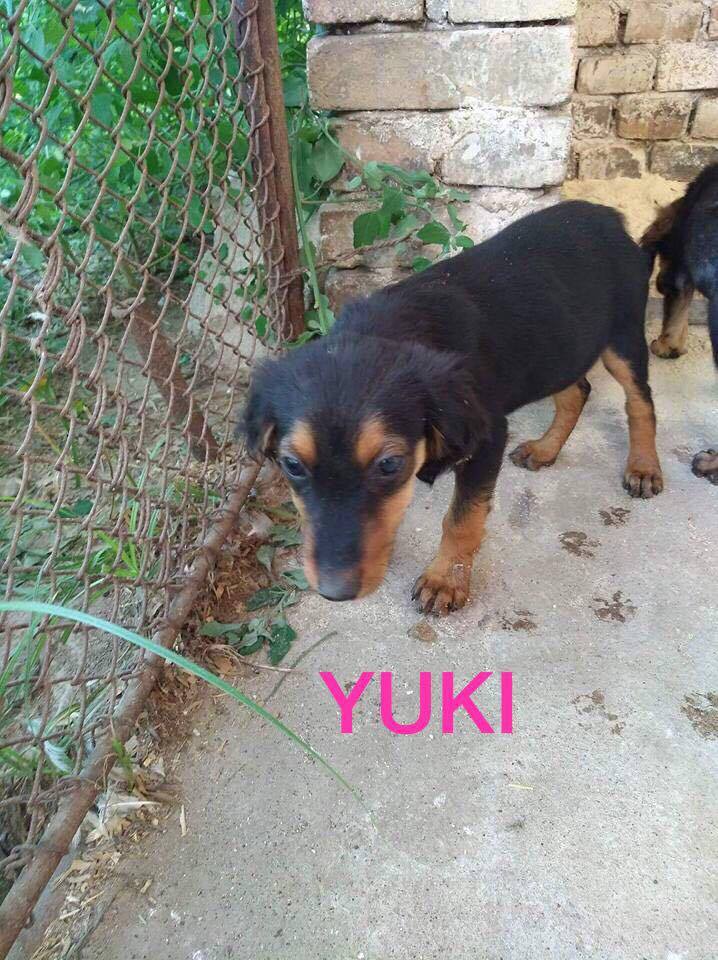 YUKI , F-X, née 05/2017 (RUE ORASTIE )-ABANDON FERME DES POULETS-Adoptée via le Refuge de Jouvence- 20885010