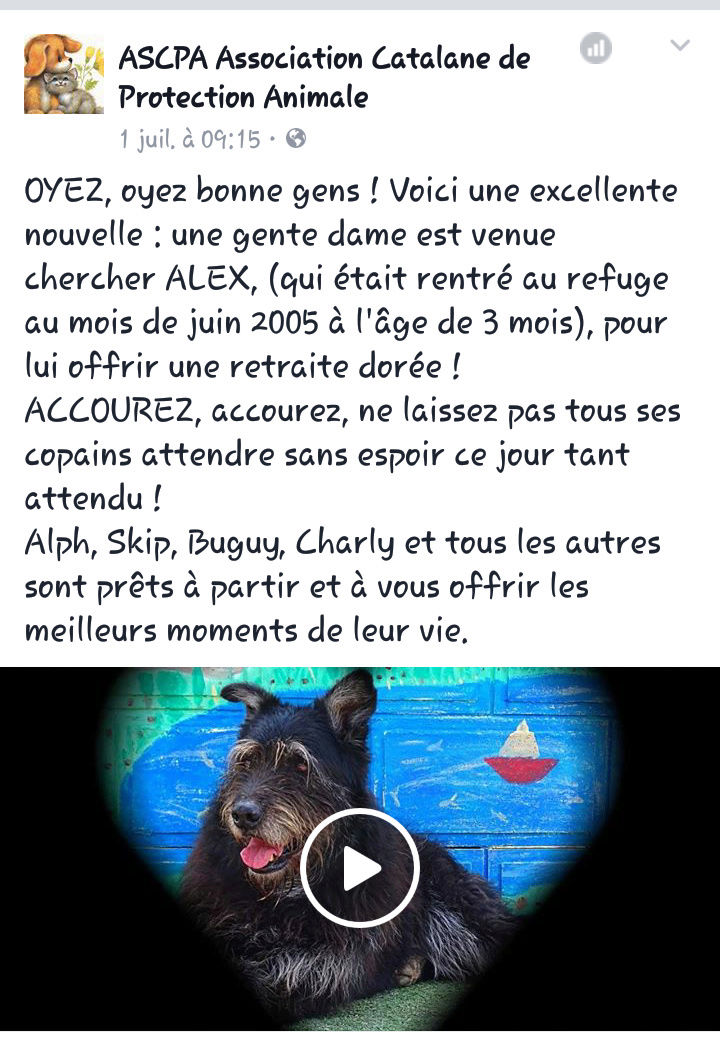 Alex, type beauceron - 01/03/2005  - Perpignan - Page 2 Screen33