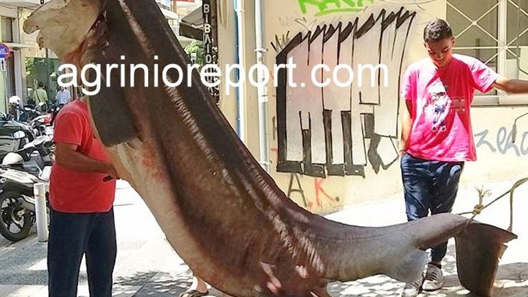 Αγρίνιο: Στα δίχτυα των ψαράδων καρχαρίας 350 κιλών! 22489412