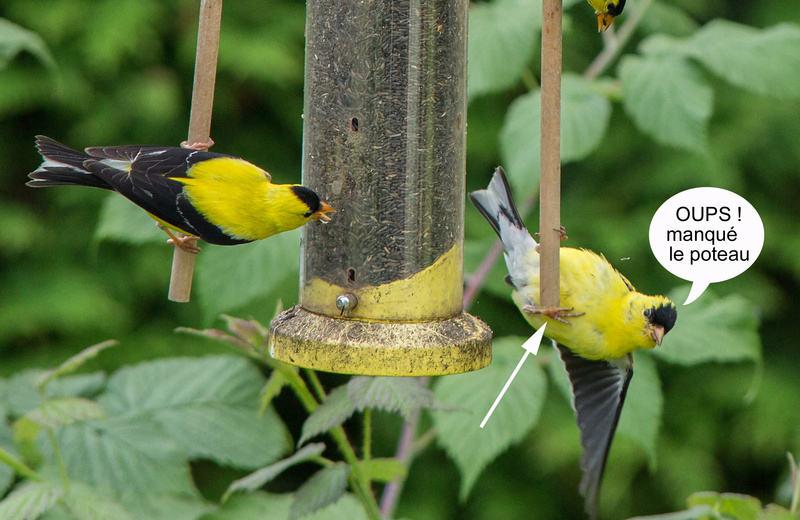 Chardonnerets autour de la mangeoire C041311