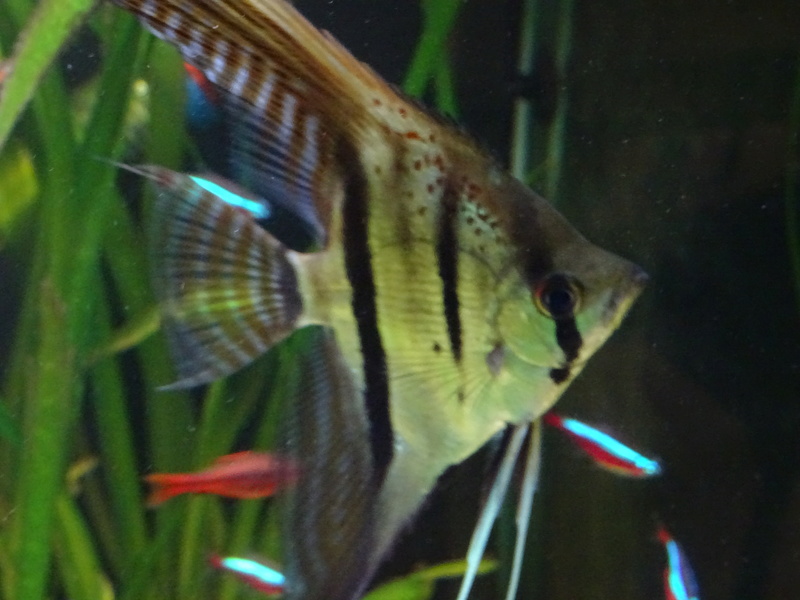 Pterophyllum scalare santa isabel.  Dsc00212