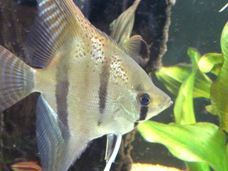 Pterophyllum scalare santa isabel.  Dsc00213