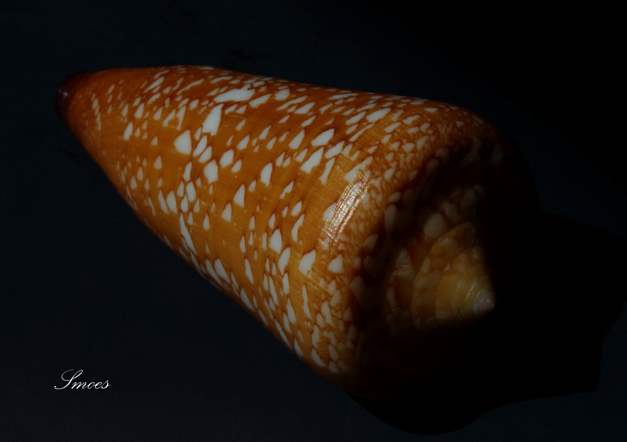 Conus (Darioconus) crocatus Lamarck, 1810 - Page 5 Croca111